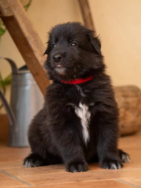 Cuccioli pastore belga groenendael | Foto 2