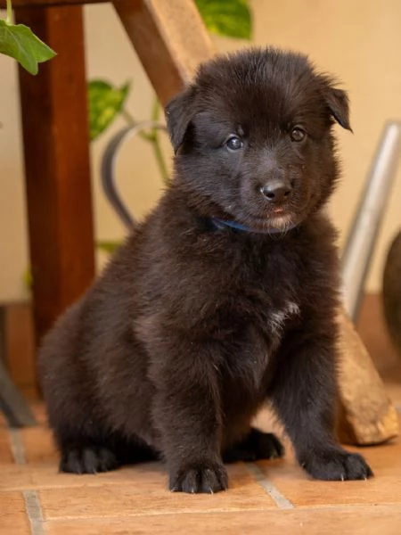 Cuccioli pastore belga groenendael | Foto 1