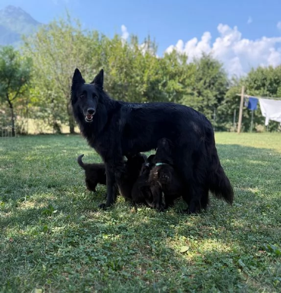 Cuccioli pastore belga groenendael