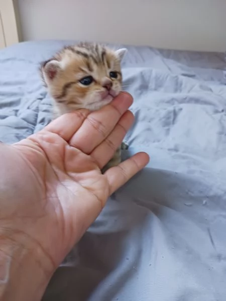 British shorthair cuccioli 