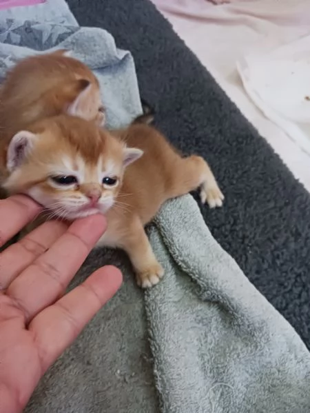 British shorthair cuccioli  | Foto 4