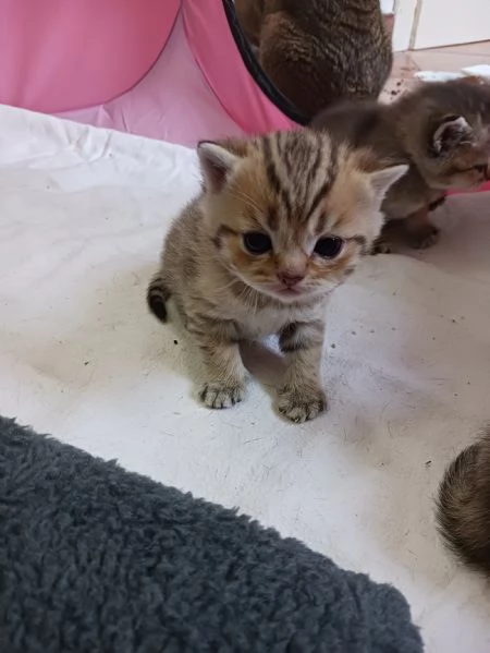 British shorthair cuccioli  | Foto 3