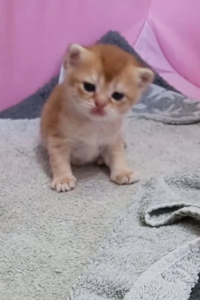 British shorthair cuccioli  | Foto 2