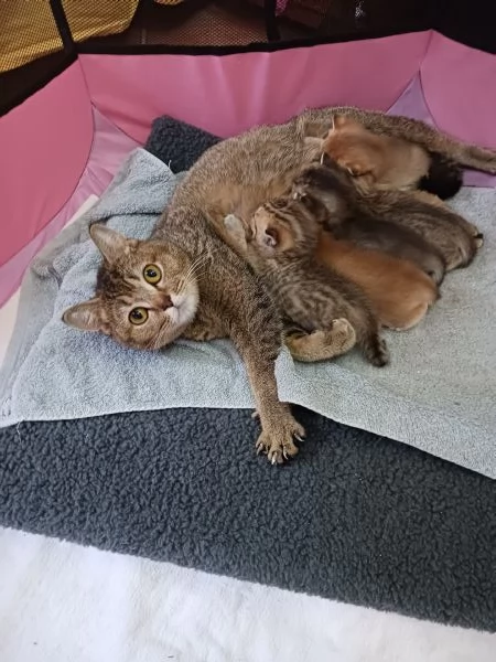 British shorthair cuccioli  | Foto 1