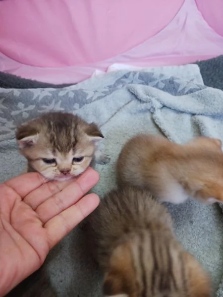 British shorthair cuccioli  | Foto 0