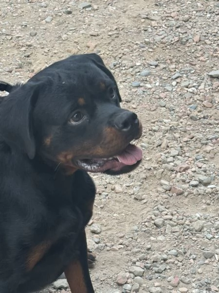 Regalo Femmina di Rottweiler