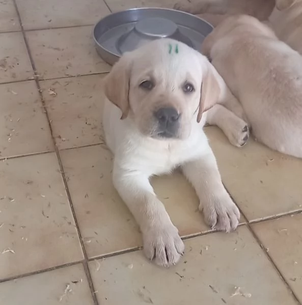 Cuccioli di Labrador Retriever | Foto 4