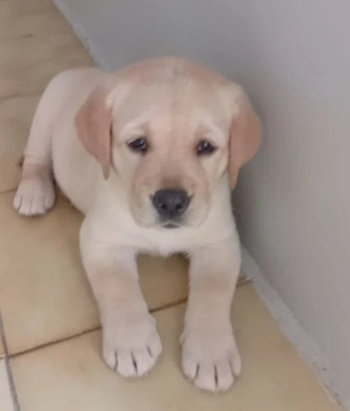 Cuccioli di Labrador Retriever | Foto 3