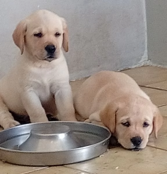 Cuccioli di Labrador Retriever | Foto 2