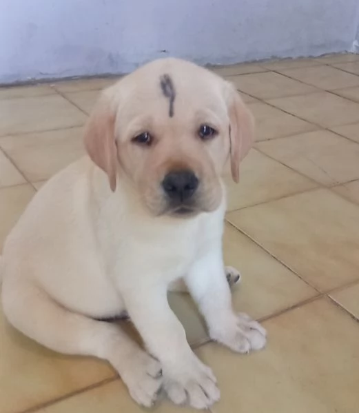 Cuccioli di Labrador Retriever | Foto 1