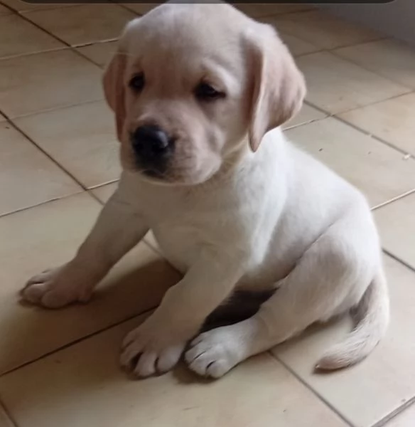 Cuccioli di Labrador Retriever