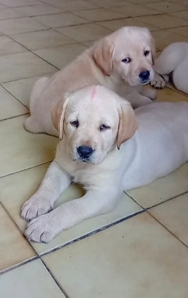 Cuccioli di Labrador Retriever | Foto 0