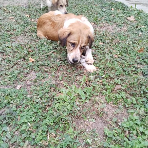 Adozione cucciolo Zeus