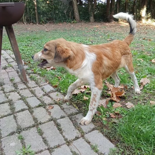 Adozione cucciolo Zeus | Foto 0