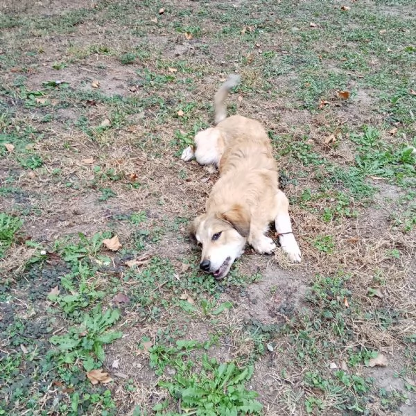 Adozione cucciolo Apollo 