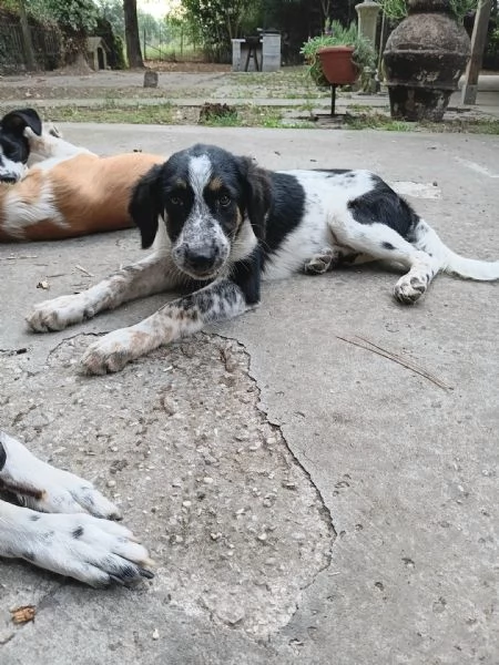 Adozione cucciolo Ulisse