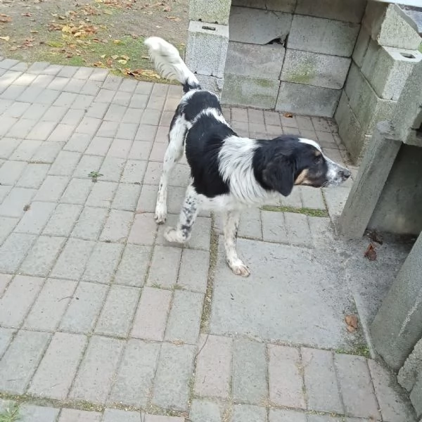 Adozione cucciolo Ulisse | Foto 0