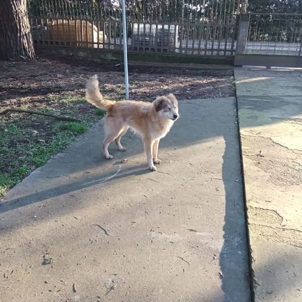 Adozione cucciolo Apollo | Foto 0