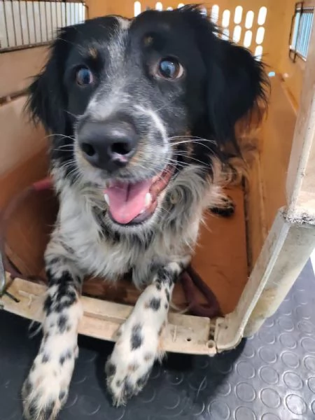 Adozione simil setterina Betty 