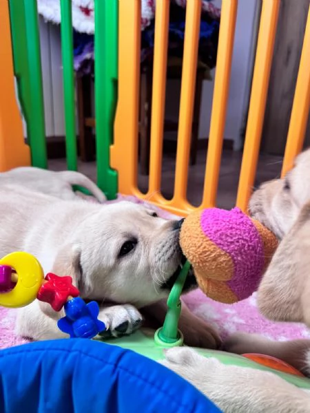 Cuccioli di labrador retriever disponibili | Foto 6