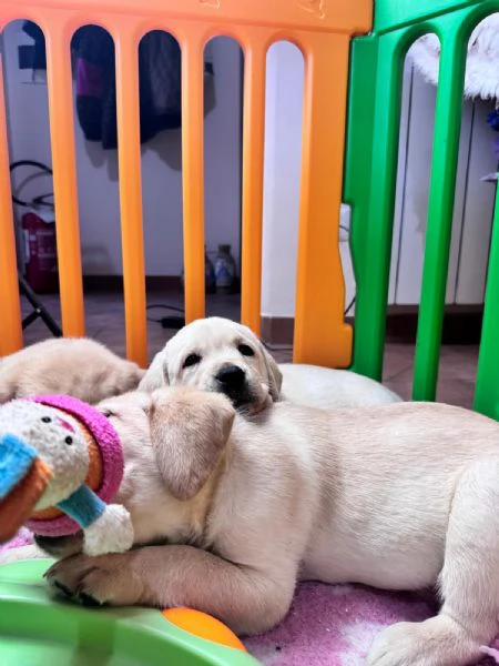 Cuccioli di labrador retriever disponibili | Foto 5