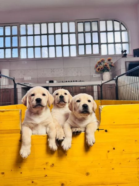 Cuccioli di labrador retriever disponibili | Foto 2