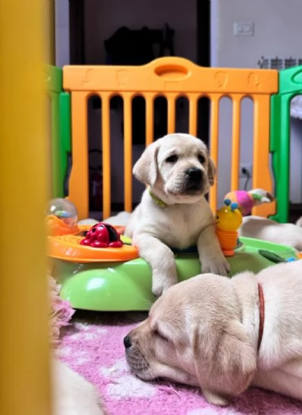 Cuccioli di labrador retriever disponibili