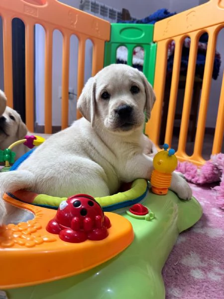 Cuccioli di labrador retriever disponibili | Foto 1