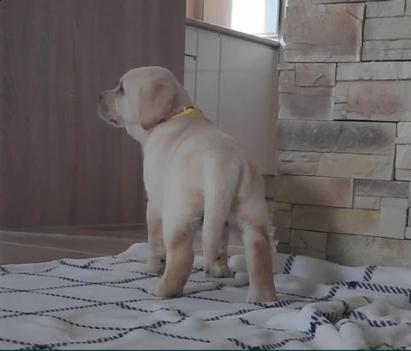 labrador cuccioli miele