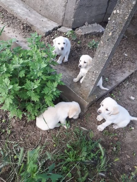 labrador cuccioli miele | Foto 3