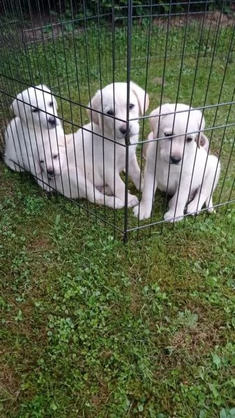 labrador cuccioli miele | Foto 2