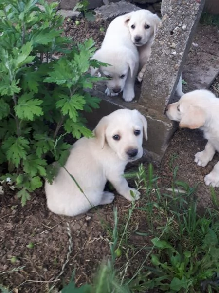 labrador cuccioli miele | Foto 0