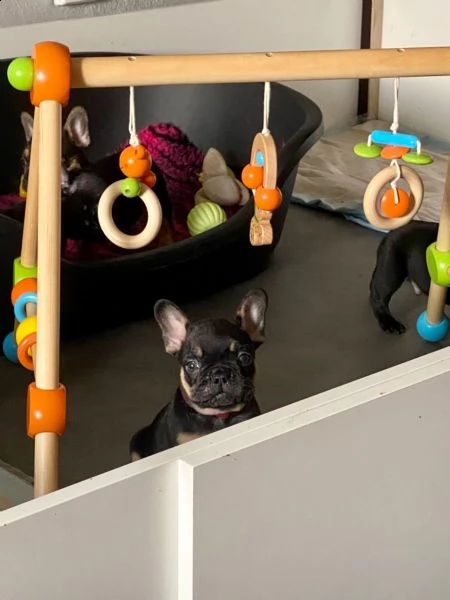 bellissimi cuccioli di bouledogue francese  | Foto 4