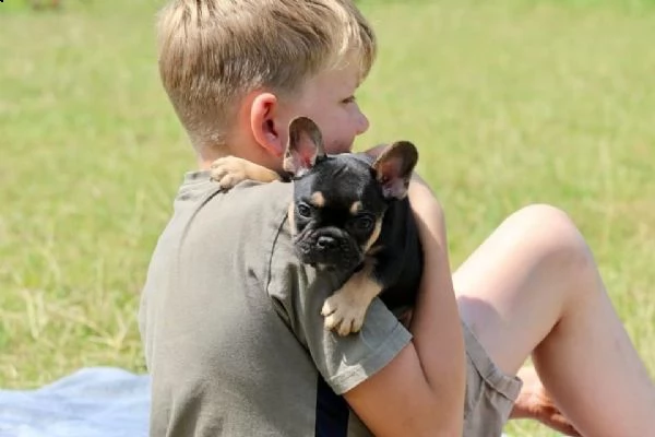 bellissimi cuccioli di bouledogue francese  | Foto 3