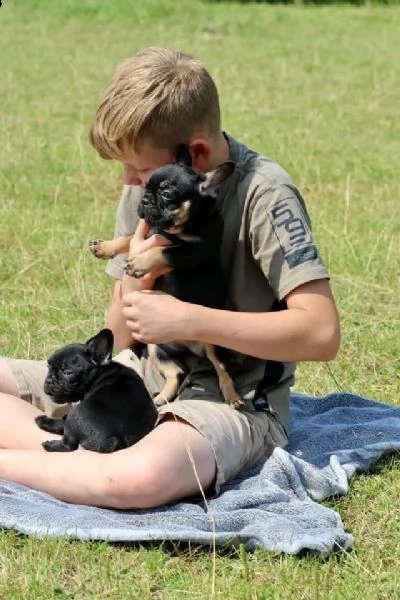 bellissimi cuccioli di bouledogue francese  | Foto 1