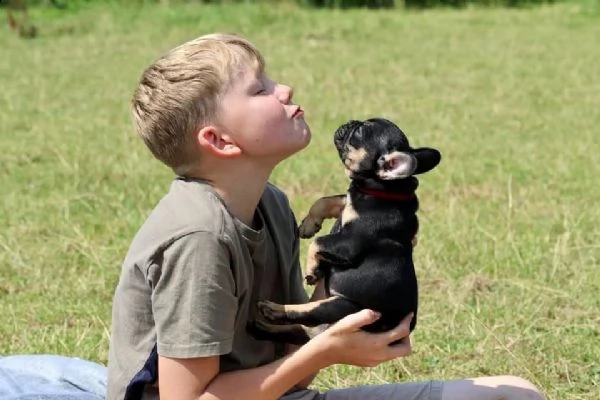 bellissimi cuccioli di bouledogue francese 