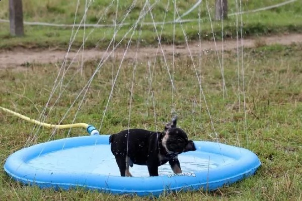 bellissimi cuccioli di bouledogue francese  | Foto 0