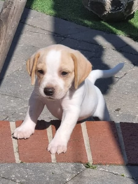  beagle cuccioli | Foto 6
