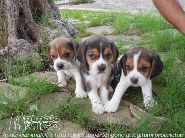  beagle cuccioli | Foto 0