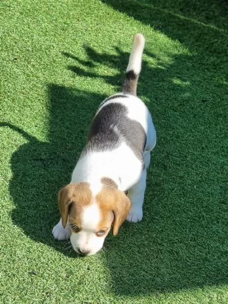  beagle cuccioli | Foto 0
