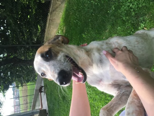 Pongo maschio 2 anni | Foto 3