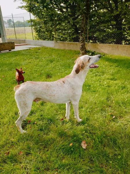 Pongo maschio 2 anni | Foto 2