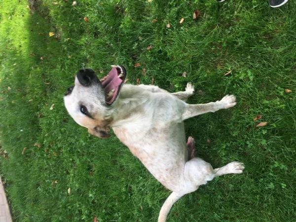 Pongo maschio 2 anni | Foto 1