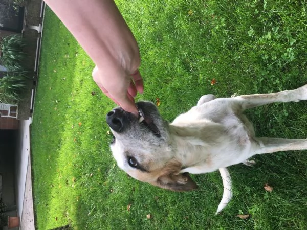 Pongo maschio 2 anni | Foto 0