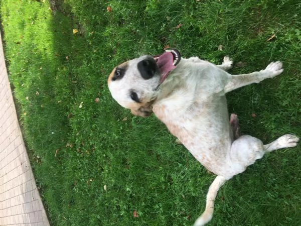 Pongo maschio 2 anni