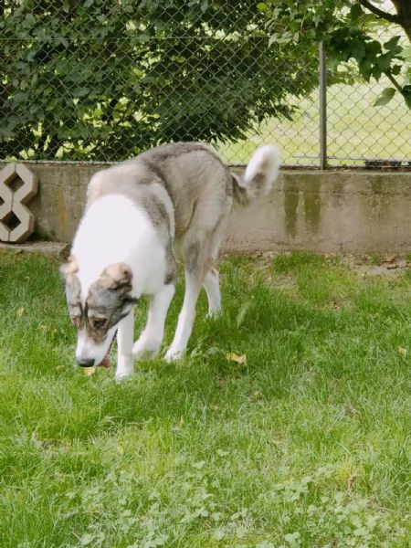 Pastore asia centrale di 2 anni | Foto 5