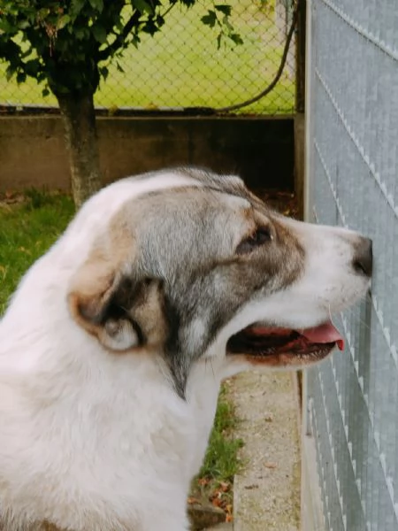 Pastore asia centrale di 2 anni | Foto 4