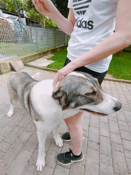 Pastore asia centrale di 2 anni | Foto 3