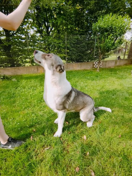 Pastore asia centrale di 2 anni | Foto 2