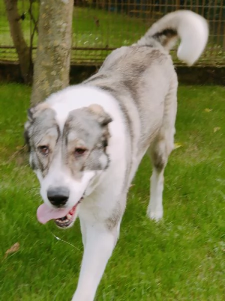 Pastore asia centrale di 2 anni | Foto 1